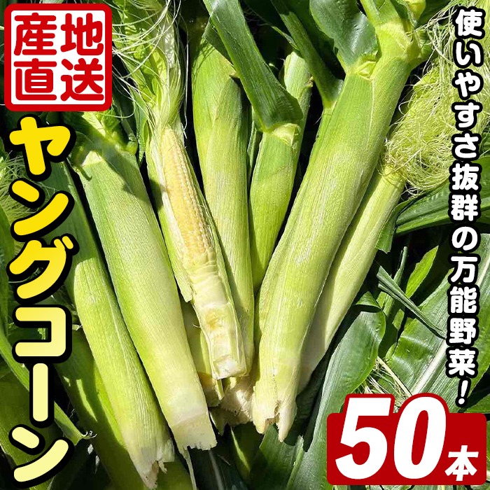 ＜先行予約受付中！2026年5月上旬以降順次発送予定＞ ヤングコーン (50本) 国産 野菜 ヤングコーン 鹿児島県産 阿久根市産 天ぷら フライ 中華炒め 肉巻き 【うとさんち】akn067-18
