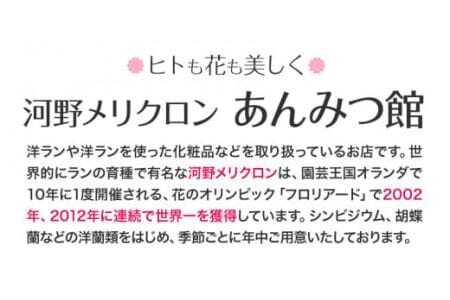 ＜ 先行予約 ＞ 洋蘭 シンビジウム  3本 《2025年12月上旬‐2026年3月上旬頃出荷》株式会社 河野メリクロン あんみつ館 蘭 ラン 洋ラン シンビジューム 世界一 花 鉢 記念日 送料無料