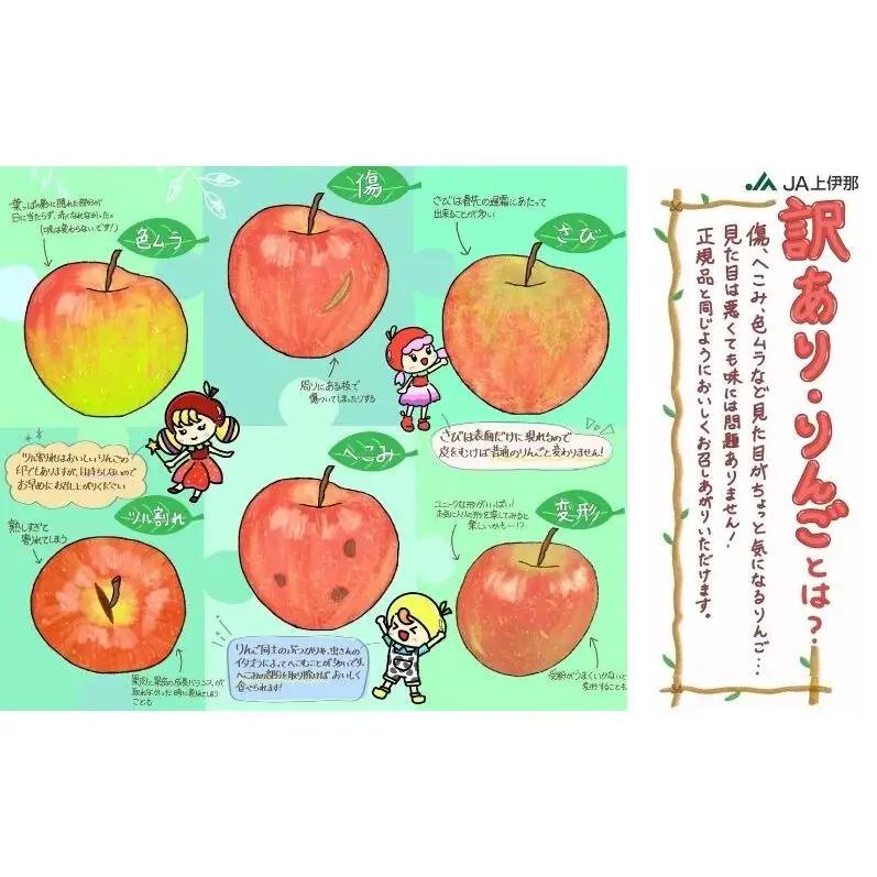 りんご 訳あり サンふじ 4.5kg りんご
