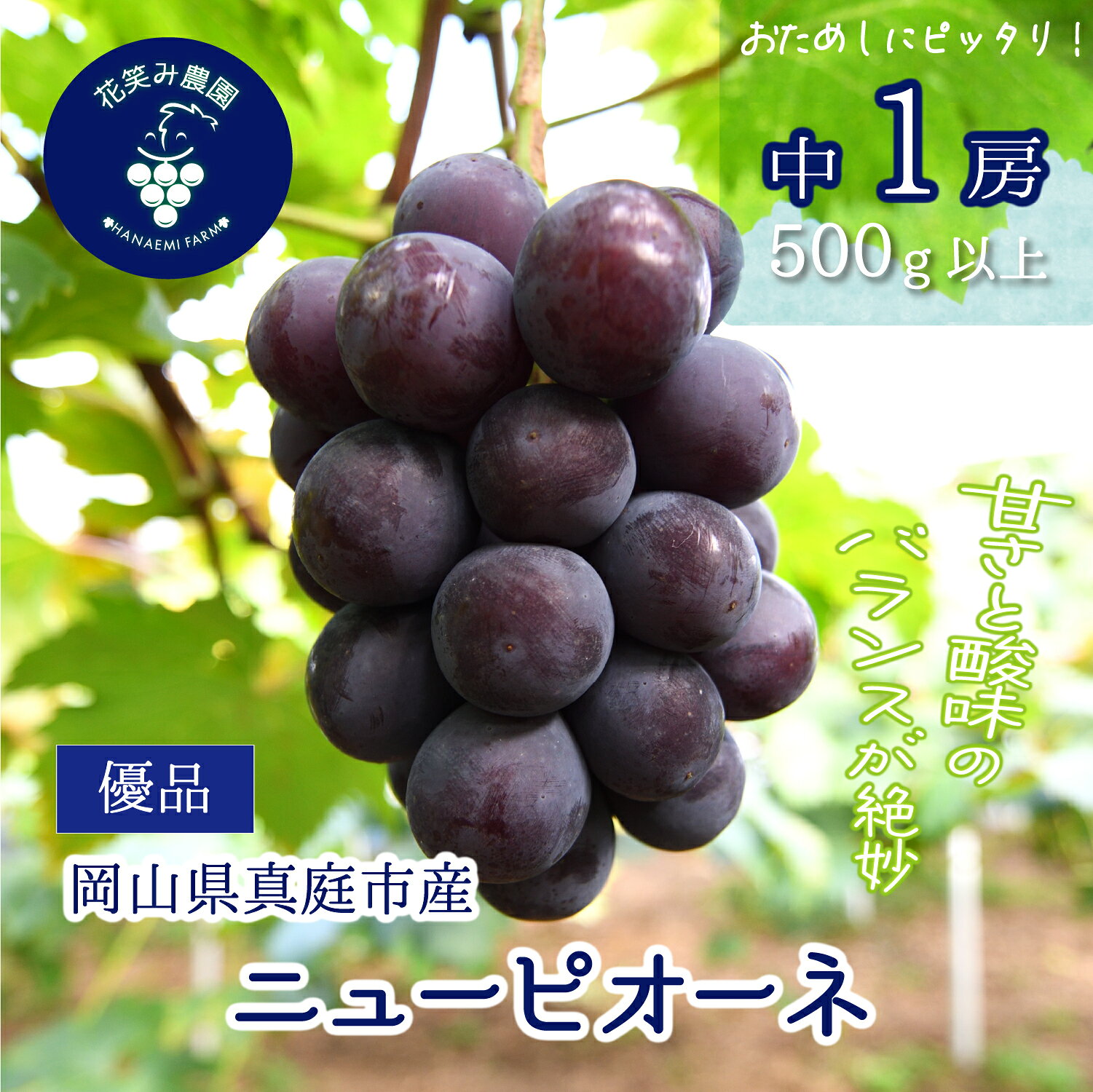 【ふるさと納税】 ぶどう ニューピオーネ 500g以上 中1房 【2026年 先行予約 9月上旬～ 順次発送予定】P-中1 ぶどう ブドウ 葡萄 送料無料 数量限定 期間限定 産地直送 人気 果物 フルーツ くだもの 岡山 花笑み農園 ギフト 2026年発送