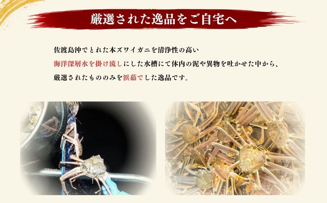 【令和8年10月中旬以降発送】佐渡産 本ずわいがに 800g前後（400g前後×2杯）