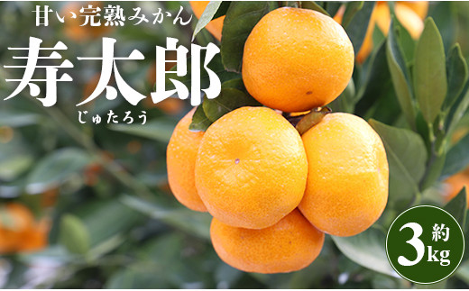 間城農園 甘い完熟みかん寿太郎(じゅたろう)3kg - 柑橘 フルーツ 果物 みかん ミカン みかん 蜜柑 ms-0046