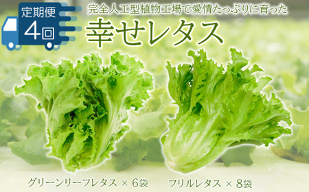 野菜 詰め合わせ 定期便 4回  セット レタス 計14個 サラダ グリーンリーフレタス 6個 フリルレタス 8個 水耕栽培 阿波市