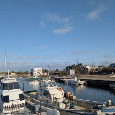 ふるさと納税 播磨町 播磨町産【はりだこ(干しダコ)】真空パック 1枚(冷凍) |  | 03