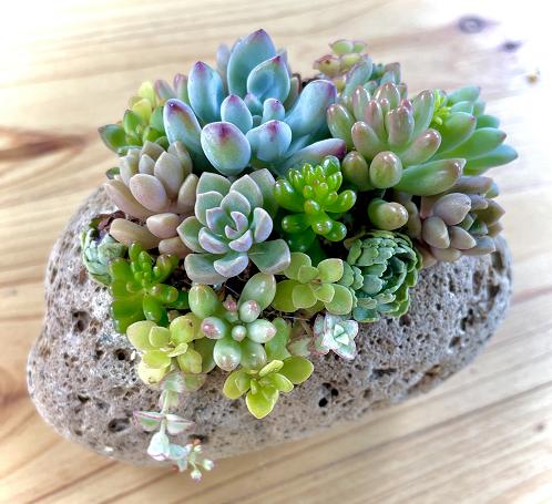 
            多肉植物のミニ寄せ植え　５個セット
          