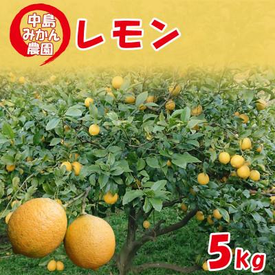 ふるさと納税 松山市 中島みかん農園 家庭用 レモン 約5kg