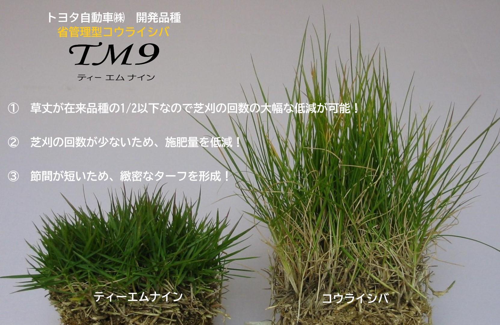 【先行予約 2026年3月以降発送】芝生(省管理型コウライ芝　TM9ティーエムナイン)２束セット※2平米分