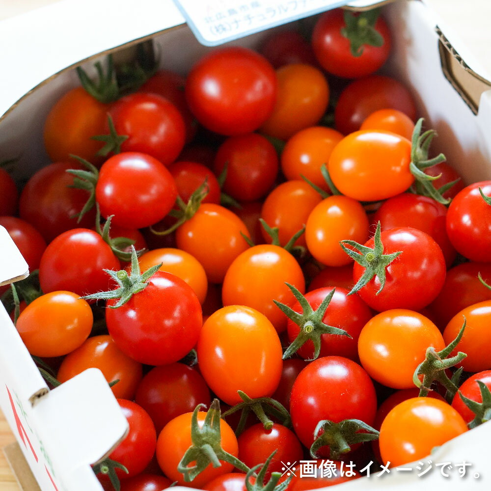 【ふるさと納税】【選べる容量】有機JAS認定 きたいろトマト 1.3kg 2.6kg 3.9kg【2025年7月下旬～9月下旬迄発送予定】ミニトマト みにとまと 野菜 新鮮 北海道 北広島市 送料無料