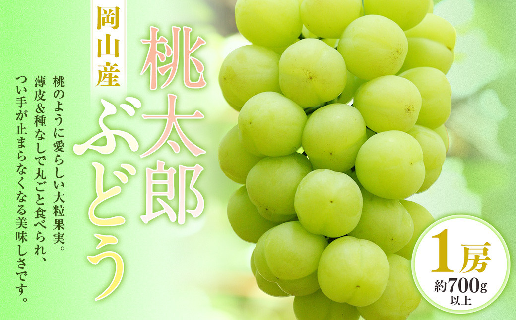 
            桃太郎ぶどう 1房（700g以上） 化粧箱入り【2025年7月下旬～9月上旬迄発送予定】 葡萄 ブドウ ぶどう フルーツ 果物 ギフト 国産 岡山県産
          