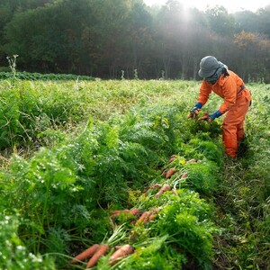【先行予約（2026年12月上旬～順次発送）】＜てんとうむしばたけ＞有機にんじん5kg