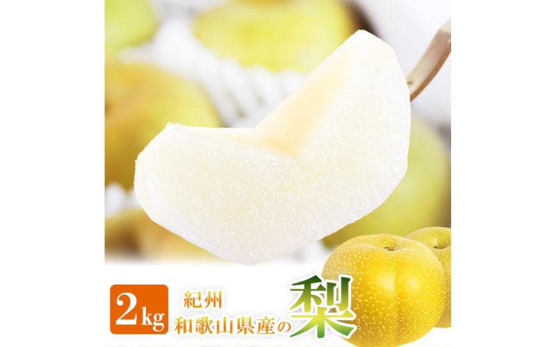 紀州和歌山産の梨 2kg 化粧箱入 ※2026年8月中旬頃〜2026年9月上旬頃に順次発送 ※日付指定不可 梨 なし ナシ 果物 くだもの フルーツ 甘い【uot788】