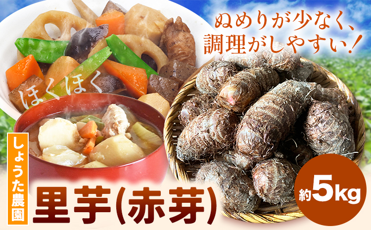 里芋 赤芽里芋 約5kg しょうた農園《11月上旬-3月末頃出荷》福岡県 鞍手町 さといも 里芋 野菜 送料無料---skr_aktksi_af113_26_13000_5kg---