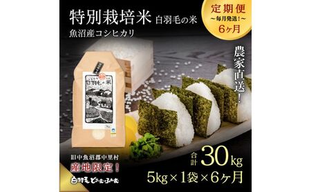 【通年受付】≪令和7年産 ≫【定期便／全6回】農家直送！魚沼産コシヒカリ特別栽培「白羽毛の米」精米(5kg×1袋)×6回 30kg お米 