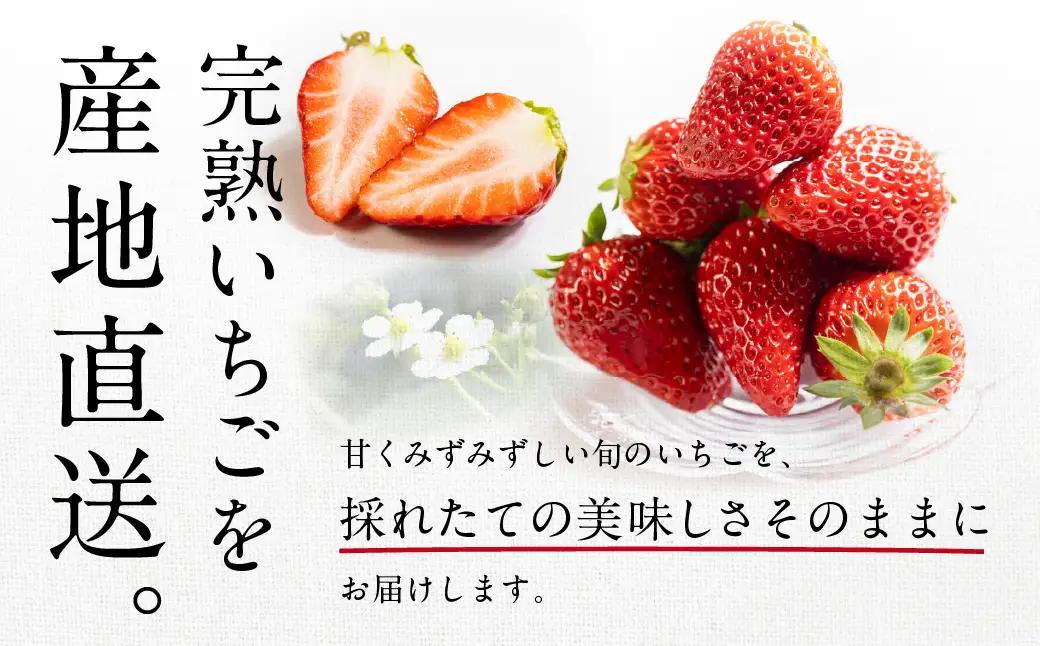 3種いちご食べ比べ 2箱 紅ほっぺ 章姫 苺