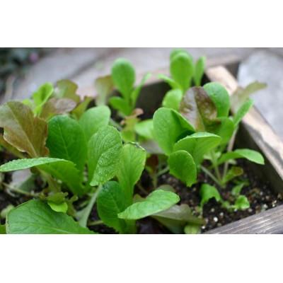 ふるさと納税 茨木市 みどりのリボーン　菜園セット/レタス |  | 03