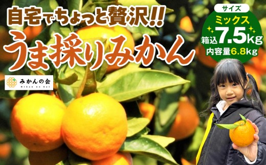 
                  みかん うま採り 箱込約 7.5kg（内容量6.8kg） 光センサー選別 みかんの会厳選 サイズミックス 和歌山県産 産地直送 【みかんの会】［2025年11月中旬より順次出荷予定］
                