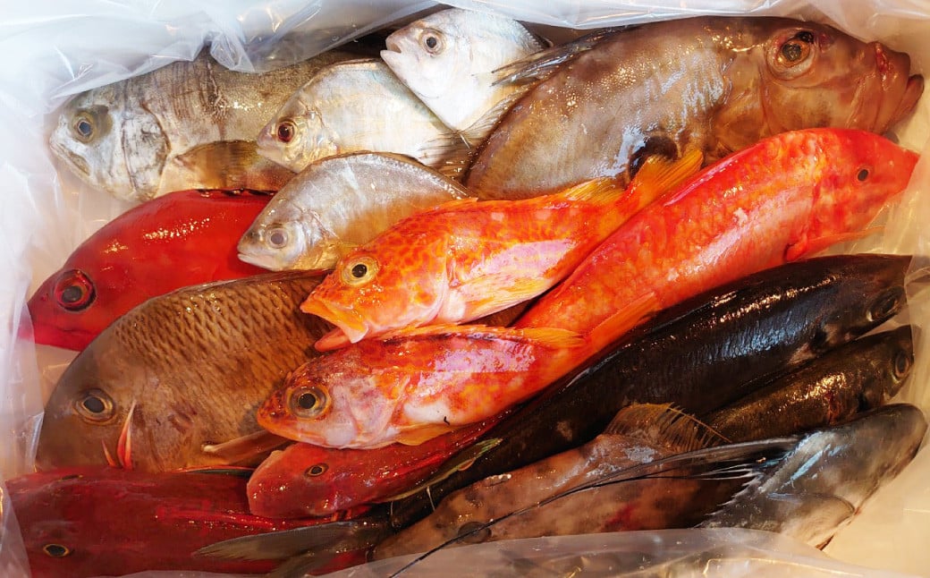 長崎漁港発！長崎近海産鮮魚セット (小) ／ 魚 魚介 鮮魚 海鮮 海産物 刺身 セット 地魚 詰め合わせ 詰合せ つめあわせ 大将農園 長崎県 長崎市 【2025年9月下旬～12月下旬迄発送予定】