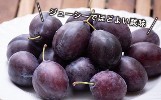 長野県産 旬のプルーン 約2kg ［小布施屋］ 生プルーン 果物 フルーツ 令和8年産 【2026年8月上旬～9月発送】 ［A-219］