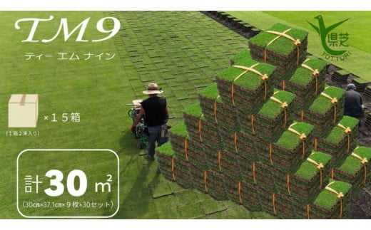 芝生(省管理型コウライ芝　TM9ティーエムナイン)30束セット※30平米分【芝生 芝 トヨタ トヨタ自動車 家庭用 痛くない 日本芝 ガーデニング 30平米 30㎡ 30平方メートル 庭 植物 人気 おすすめ 鳥取県 琴浦町 送料無料】