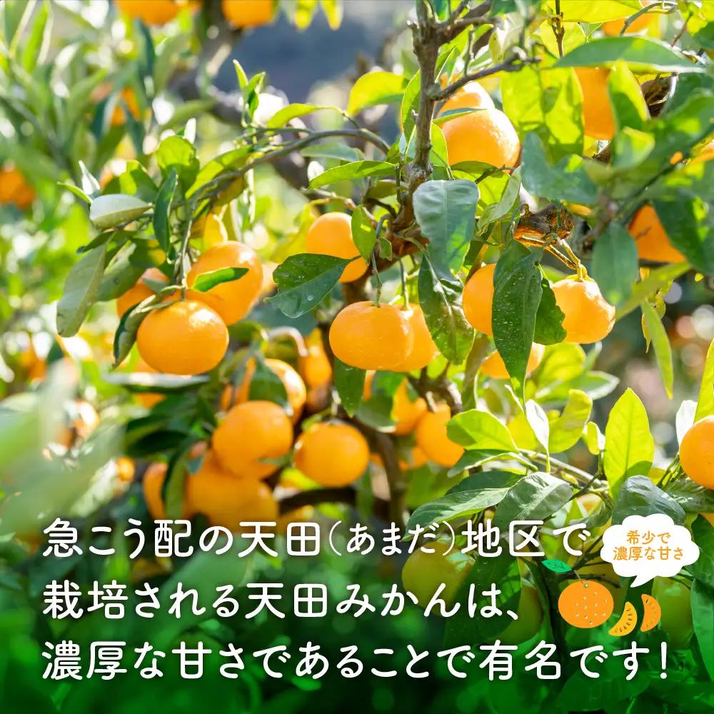 【0617-4】希少！天田みかん（紀州和歌山）ご家庭用10kg