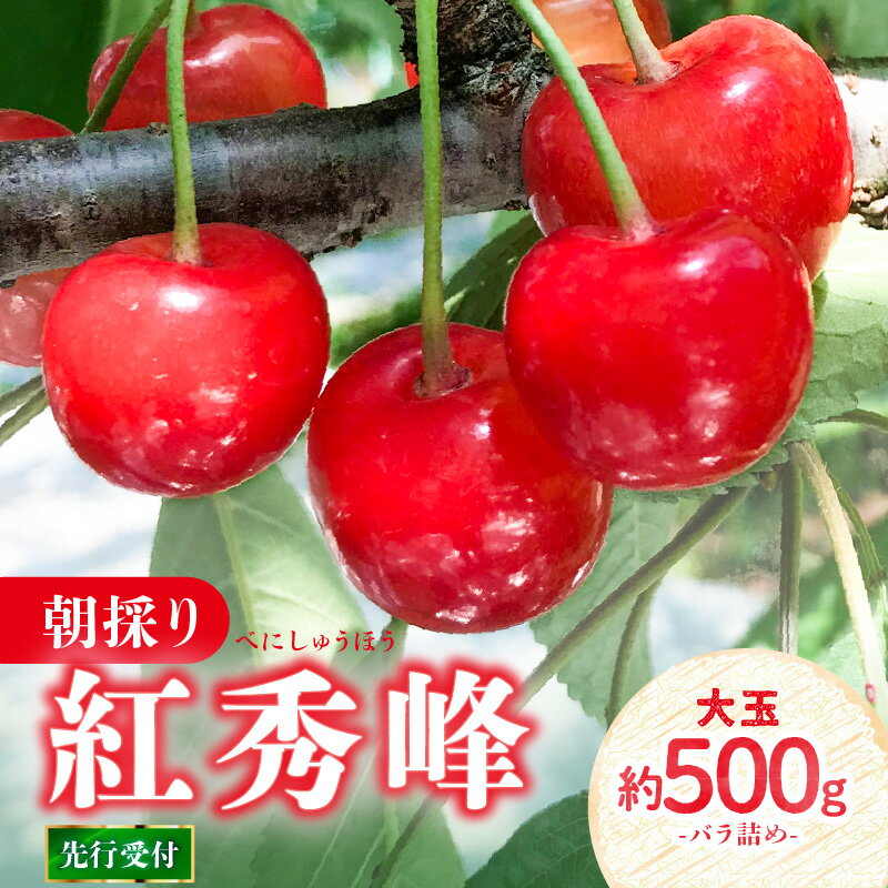 【ふるさと納税】 《先行受付》さくらんぼ 朝採り 大玉（2L以上） 紅秀峰 バラ 約500g 【2025年6月中旬以降〜発送予定】 さくらんぼ 紅秀峰 大玉 2L以上 濃厚 レビューキャンペーン