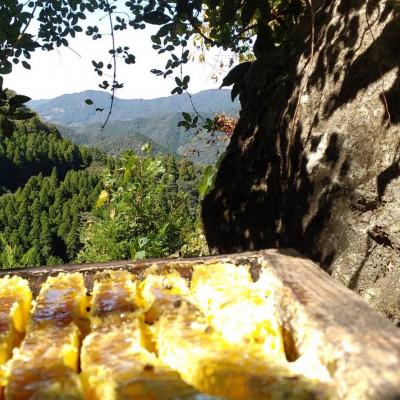 ふるさと納税 山鹿市 【熊本県北山麓】日本みつばち菊鹿405g |  | 01