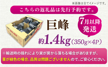 【先行予約！2024年7月上旬より順次発送】産地直送 巨峰 種無し 約1.4kg　広川町/JAふくおか八女農産物直売所どろや[AFAB017]