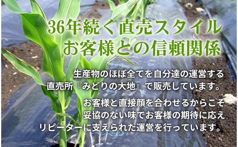 【先行予約】とうもろこし プレミアム味来 みどりの大地 10kg（16～24本入り） 茹でとうもろこし スイートコーン ミラクルコーン 甘いコーン 野菜 長野県 信州 上田