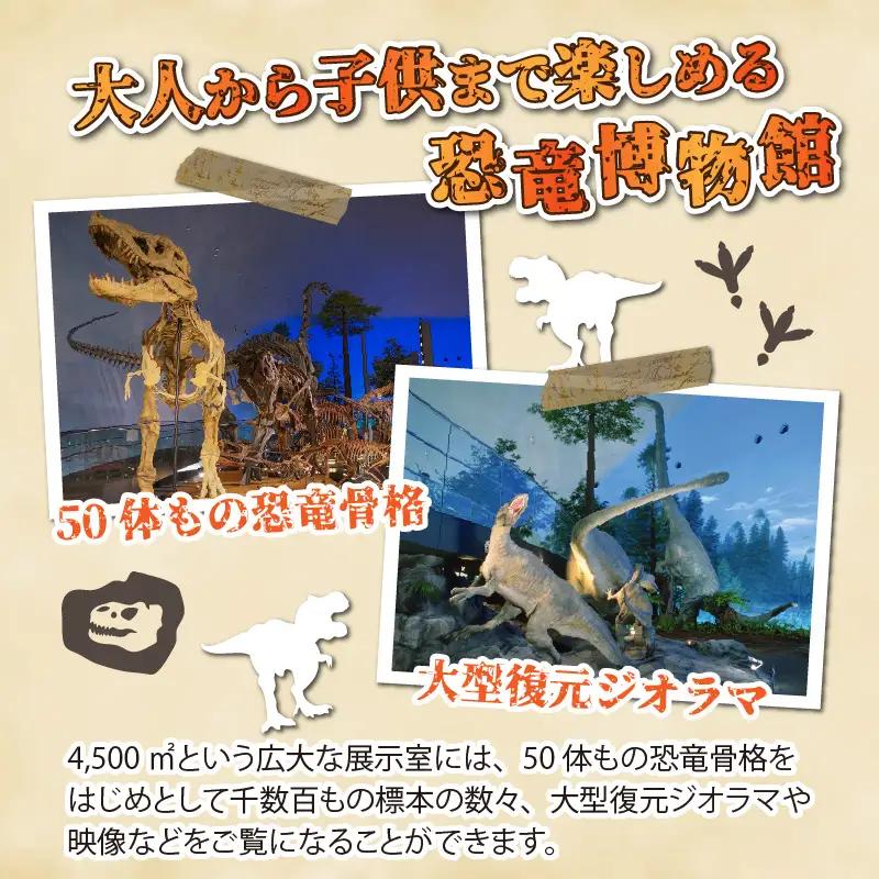 恐竜博物館 観覧券 常設展 一般1名＋小中学生1名 [A-048009]