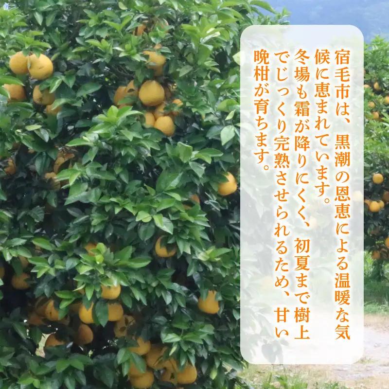 河内晩柑 5kg 家庭用 訳あり 西尾農園の晩柑 晩柑