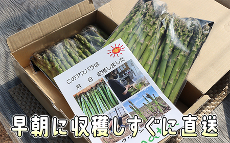 アスパラ 朝採り アスパラ【約1kg2L・L・Mサイズ混合】【先行予約】