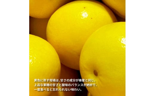 先行予約 土佐の柑橘 土佐文旦 10kg 詰め合わせ （皮むき機）付き 文旦 ぶんたん 10キロ 柑橘 高知県 高知 返礼品 故郷納税 25000円 果物 くだもの フルーツ お取り寄せ 美味しい お