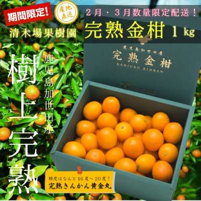 ◆2月～3月末発送◆【鹿児島県南さつま市産】完熟金柑 黄金丸 約1kg(3L～4L)