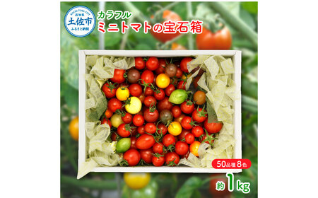 【先行予約】カラフルミニトマトの宝石箱（約1kg） 〈2026年12月下旬から順次発送〉高知県産 高知県 土佐市【ファーム輝】 [BQBM006]