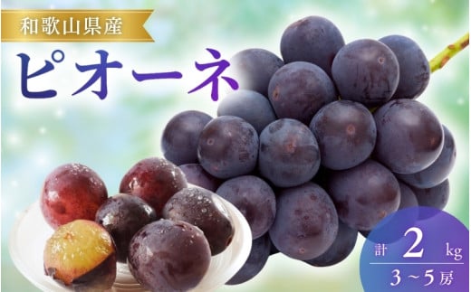 【先行予約】ピオーネ和歌山県産3～5房/箱（計2kg） / ぶどう 葡萄 ブドウ 産地直送 農家直送 フルーツ 果物【mat105A】