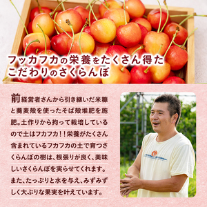さくらんぼ 佐藤錦 300g×2P Lサイズ 仁木 北海道 サクランボ 果物 フルーツ チェリー 仁木町