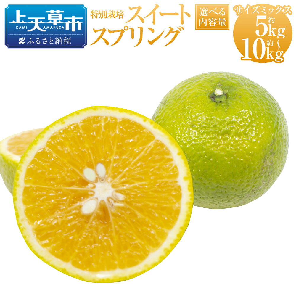 【ふるさと納税】【先行受付】特別栽培スイートスプリング 選べる容量 ( 5kg / 8kg / 10kg ) サイズミックス スイートスプリング 国産 上天草市産 熊本県産 果物 フルーツ 蜜柑 柑橘 送料無料 【2026年12月下旬から2027年2月上旬発送予定】