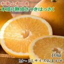 【ふるさと納税】こだわりの和歌山有田産木成り完熟八朔「さつき」　M～2Lサイズおまかせ　10Kg入り★2025年4月より順次発送