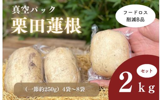 フードロス削減B品　真空パック栗田蓮根２キロセット
