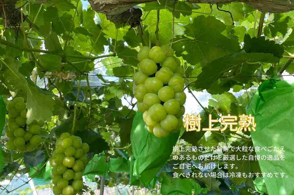 厳選 瀬戸ジャイアンツ 2房 合計1.2kg以上  産地直送 朝採れ ぶどう 葡萄 Kawahara Green Farm 岡山県産 2024年 [No.5220-1436]