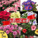 【ふるさと納税】モリヒロ園芸が育てたお花の定期便（年間5回）　【定期便・ 植物 花 瀬戸内 温暖 気候 鉢花 】　お届け：ご寄附（入金）頂いた月の翌月回より年間スタート致します