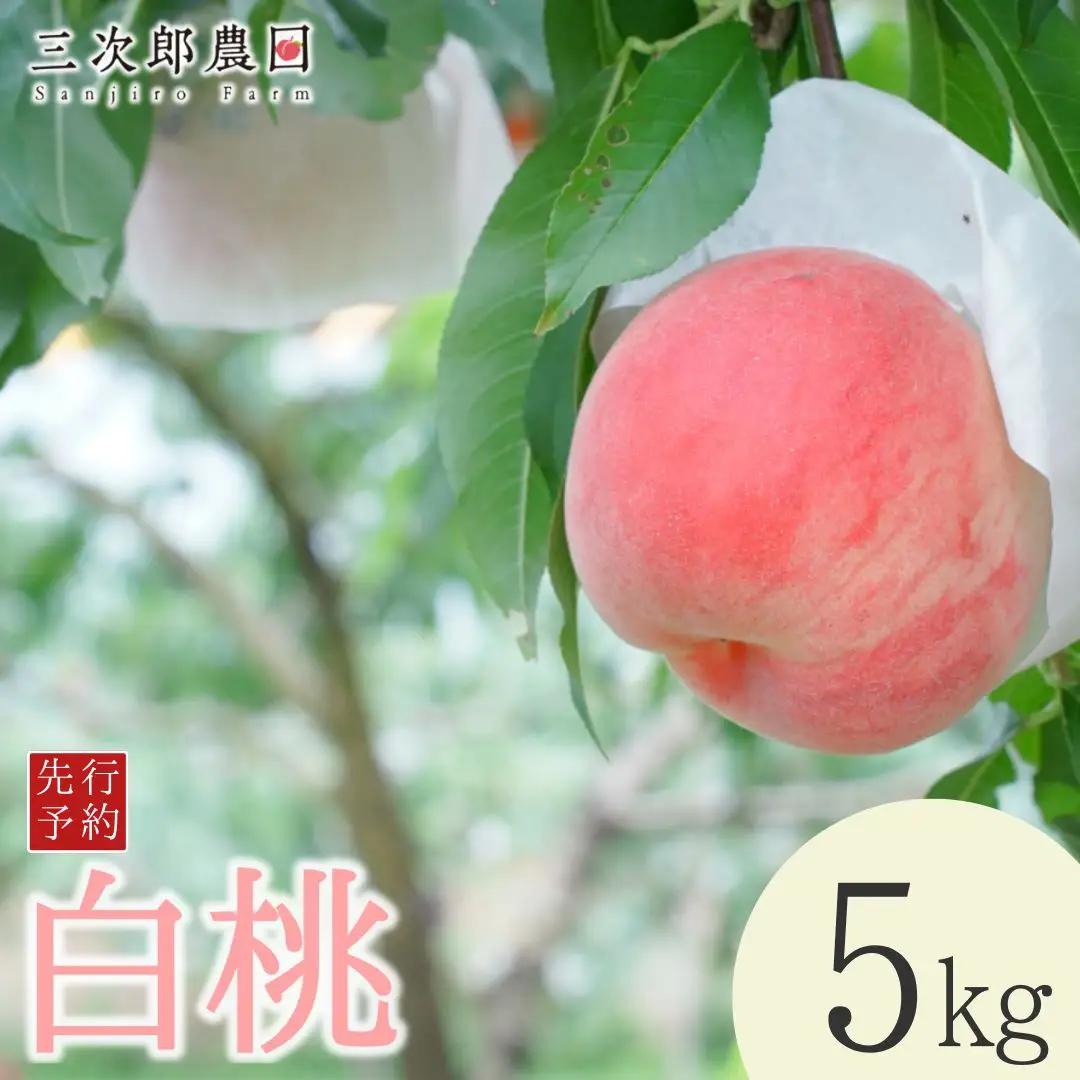 先行予約 白桃 約5kg 令和8年度 贈答用桃 新潟県三条市産 桃 三次郎農園