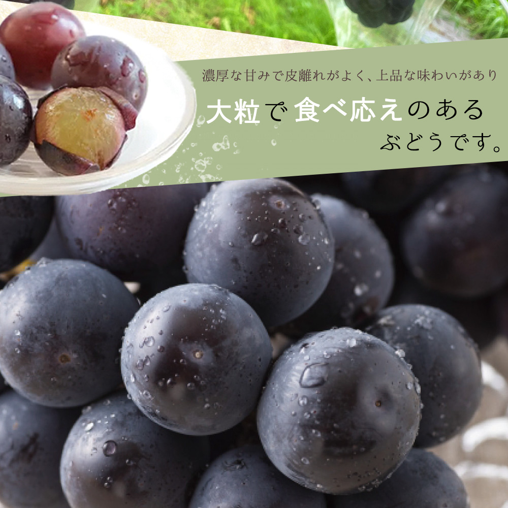 G7308_【2026年先行予約】紀州和歌山産ピオーネ 約2kg