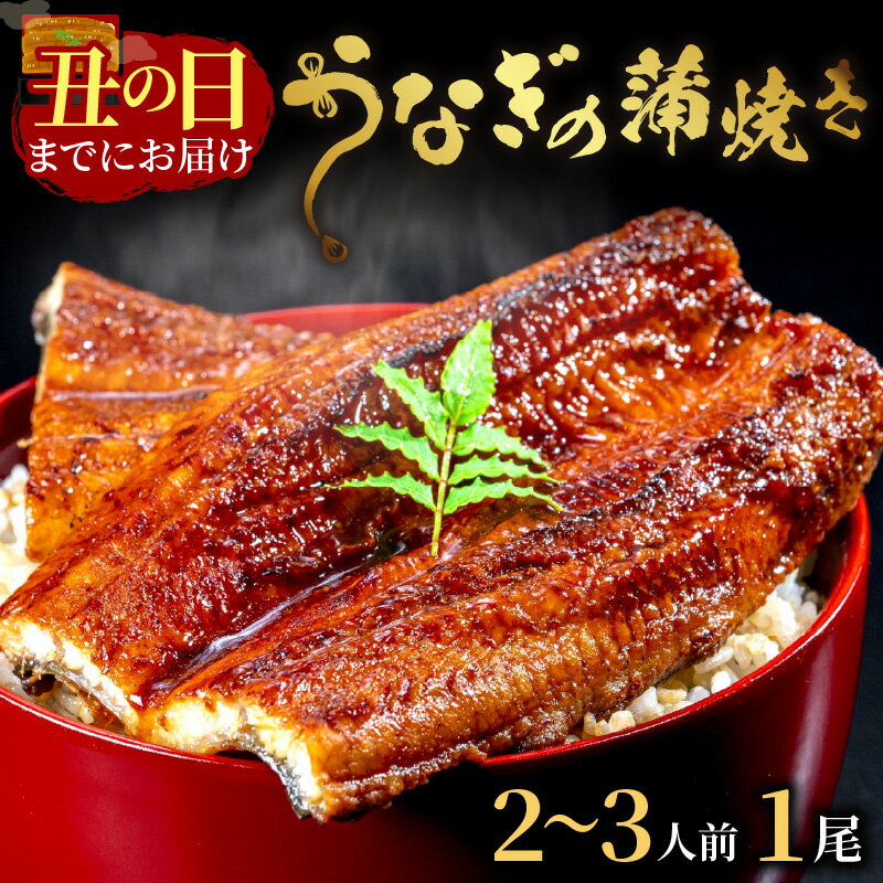 【ふるさと納税】京都丹後の名店居酒屋がお届けするうなぎの蒲焼き2~3人前(1尾) 鰻 蒲焼 かばやき タレ鰻 国産 惣菜 京都 ギフト 贈り物 国産うなぎ 炭火焼 ふっくら 夏バテ防止 うな丼 うな重 鰻重 お茶漬け 山椒