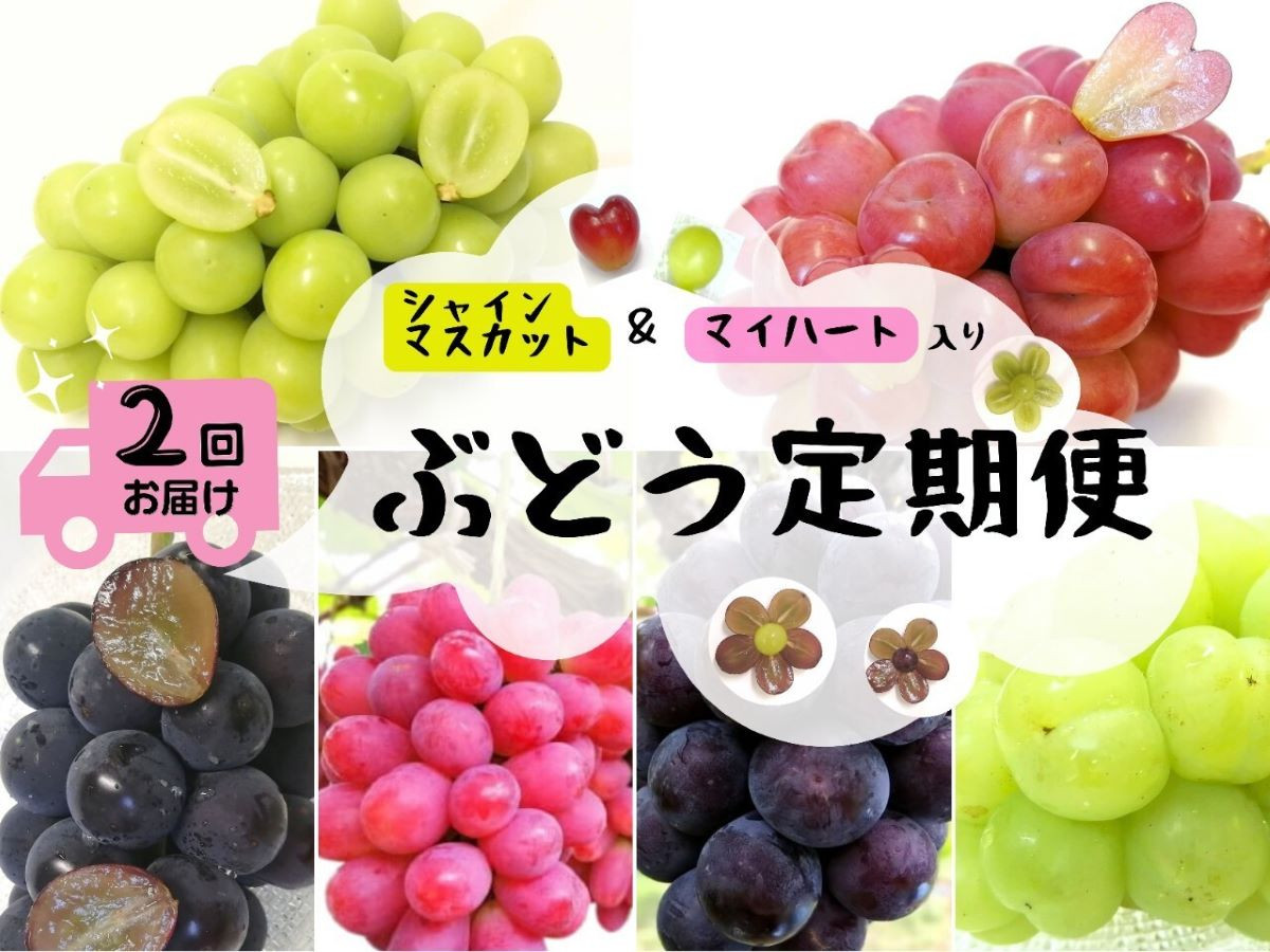 
            HF-5.【産地直送】岡山シャインマスカット＆マイハート入り！新鮮ぶどう定期便２．４ｋｇ(４～６房)　２回に分けてお届け！
          