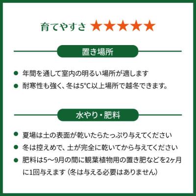 ふるさと納税 糸島市 シルバーリーフが美しい『フィロデンドロン・シルバーメタル』糸島市/cocoha[AWB029] |  | 03