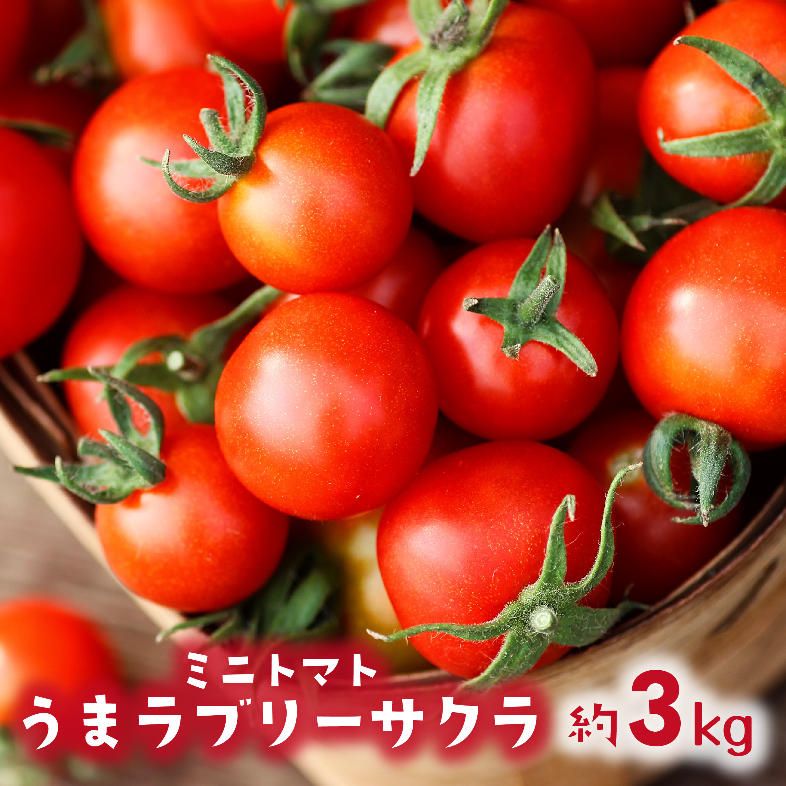 【 2025年 発送 】先行予約 北海道 伊達 ミニトマト うま ラブリーサクラ 約3kg  ジューシー プチ トマト 甘い 濃厚 彩り 鮮やか 野菜 産地直送