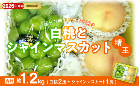【2026年発送分 先行受付スタート！】岡山県産 白桃とシャインマスカットのセット（令和8年7月以降発送）【 白桃 シャインマスカット 晴王 種無し 高糖度 セット 詰合せ フルーツ 果物 くだもの もも 桃 モモ 葡萄 ぶどう ブドウ 岡山県産 】