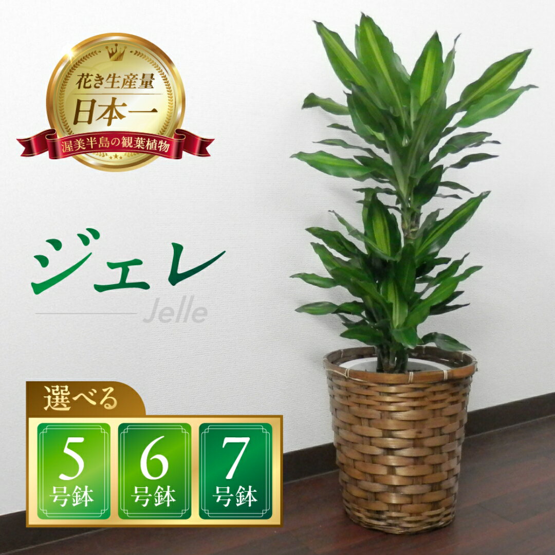 【ふるさと納税】ジェレ 観葉植物 植物 5号鉢 6号鉢 7号鉢 ジェレ 人気 おしゃれ かわいい お手入れ 室内 大鉢 中型 インテリア リビング 玄関 寝室 キッチン オフィス プレゼント ギフト 新居 入居 インテリアグリーン グリーン 緑 植物