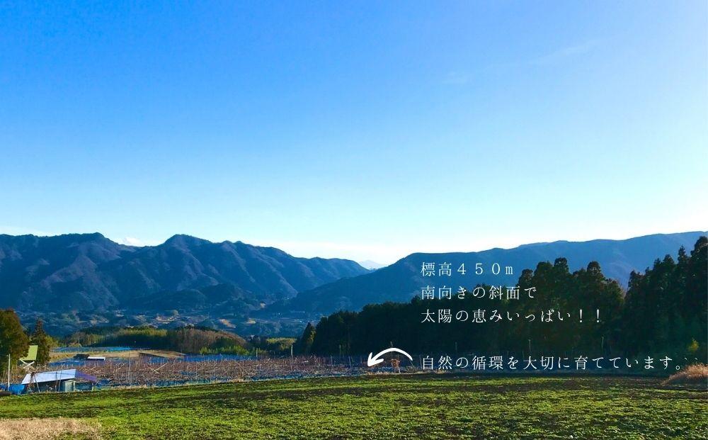 【約3kg】期間限定☆お楽しみ庄内梨　樹上完熟☆自然の恵みいっぱい！＜庄内梨の藤原＞大分県由布市特産品